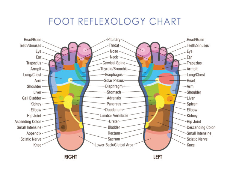 Reflexology chart showcasing points on the feet.